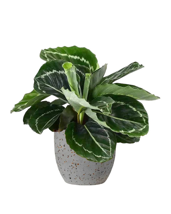 Calathea Roseopicta paired with egg pot - medium/grey