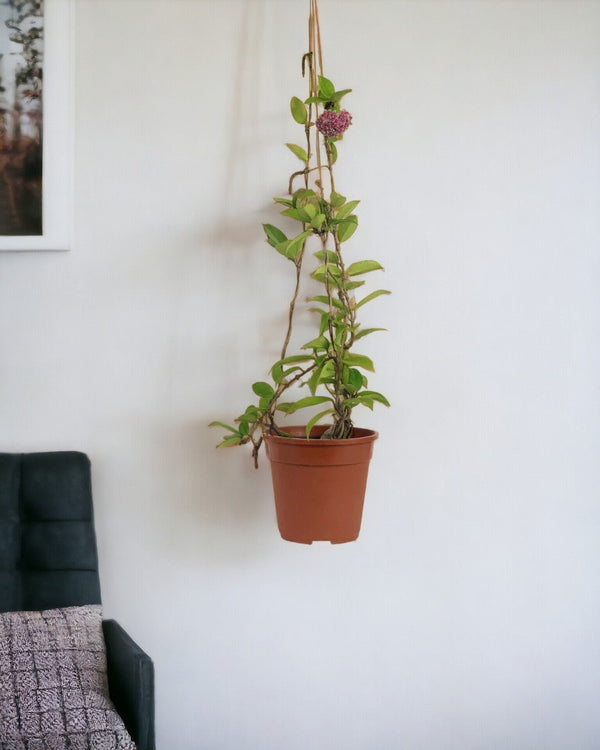 Hanging Hoya - Potted plant - Tumbleweed Plants - Online Plant Delivery Singapore
