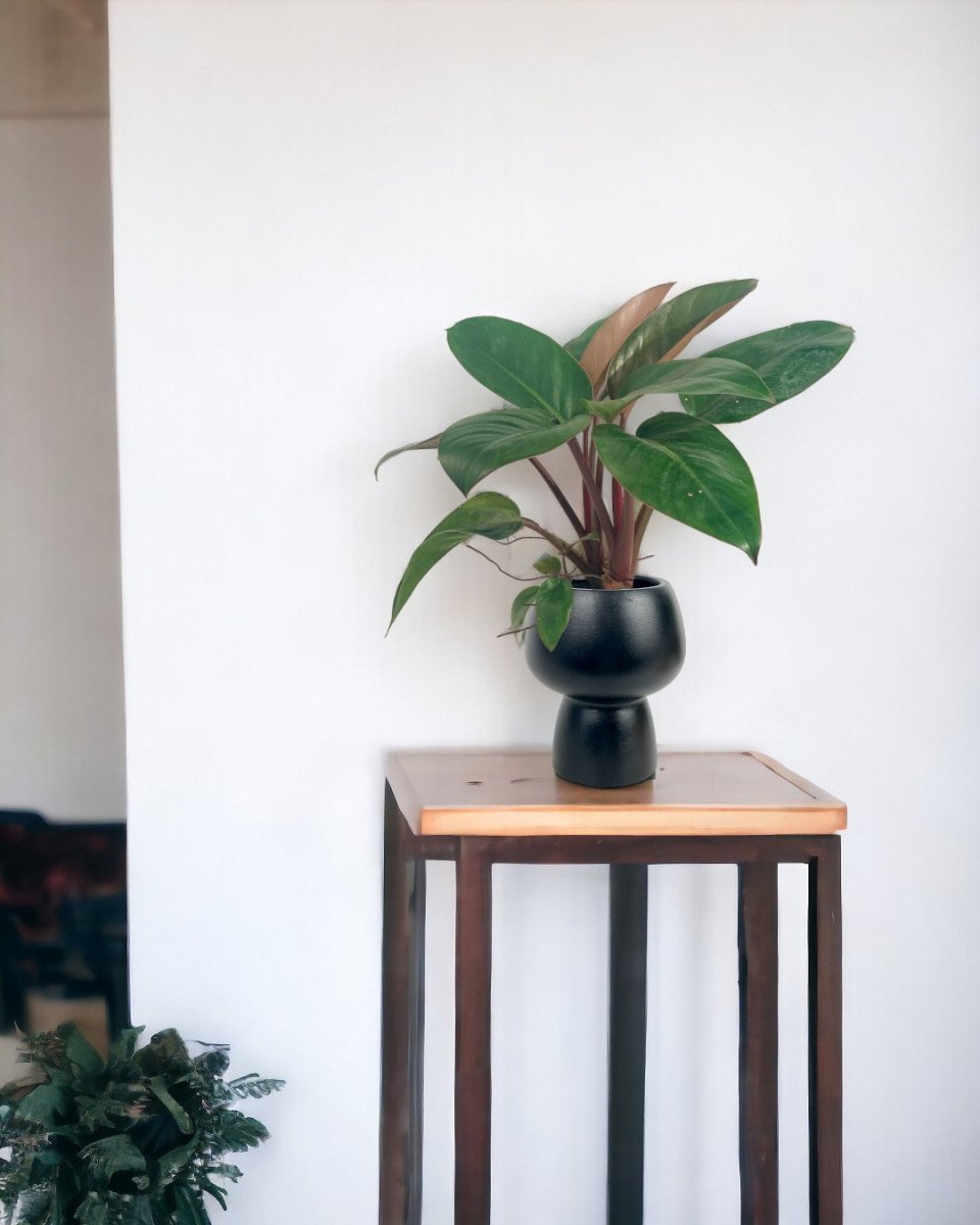 Philodendron Rojo Congo (Red Gongo) - black ceramic sand pot - Just plant - Tumbleweed Plants - Online Plant Delivery Singapore