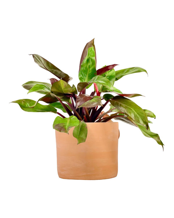 Philodendron Red Sun - grow pot - Potted plant - Tumbleweed Plants - Online Plant Delivery Singapore