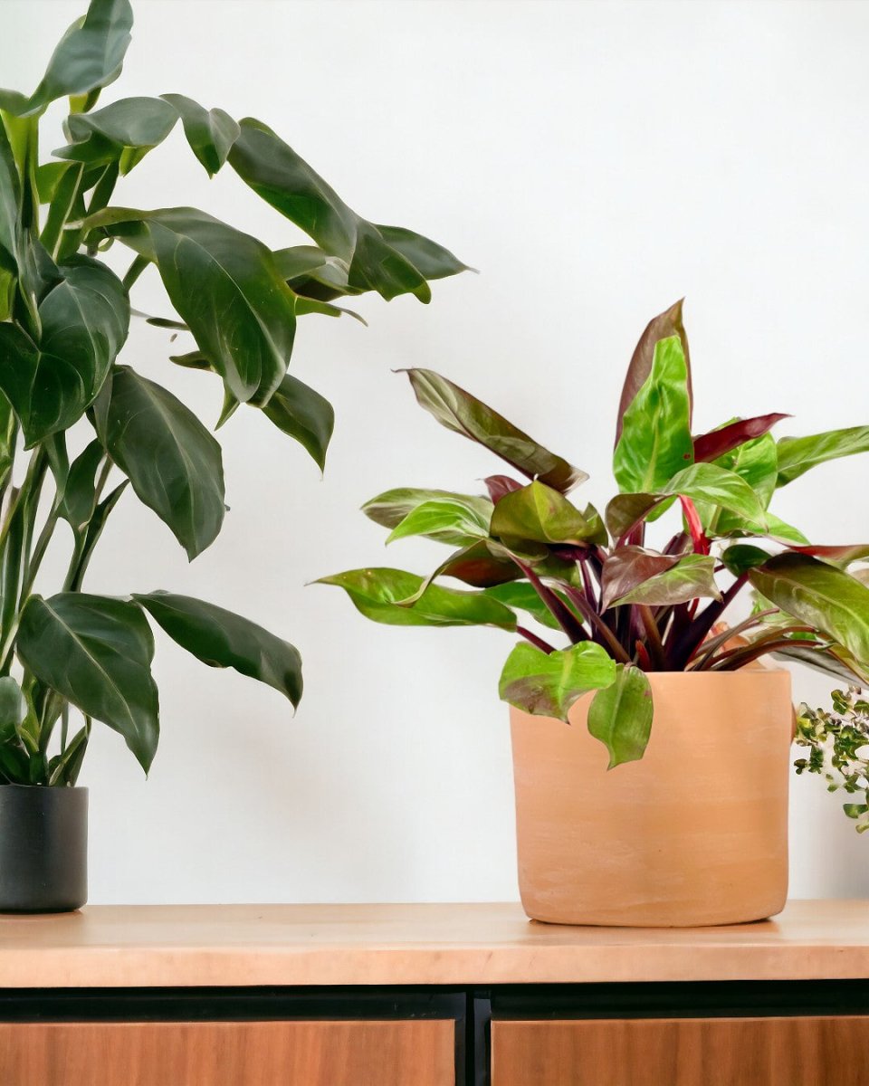 Philodendron Red Sun - grow pot - Potted plant - Tumbleweed Plants - Online Plant Delivery Singapore