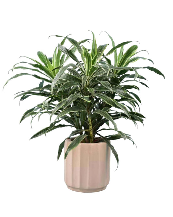 Silver Striped Dracaena paired with Roman Planter Almond