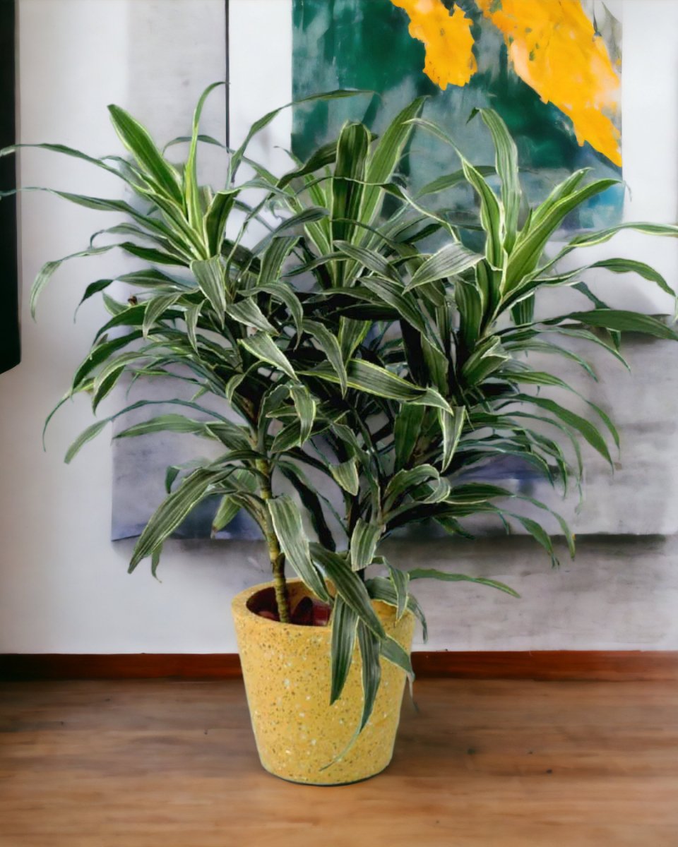Silver Striped Dracaena paired with Terrazzo Pot Yellow