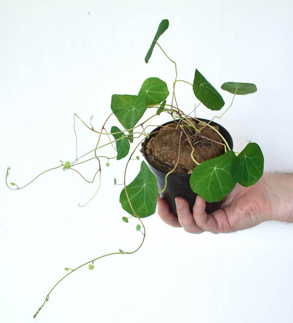 Stephania Erecta - grow pot - Just plant - Tumbleweed Plants - Online Plant Delivery Singapore
