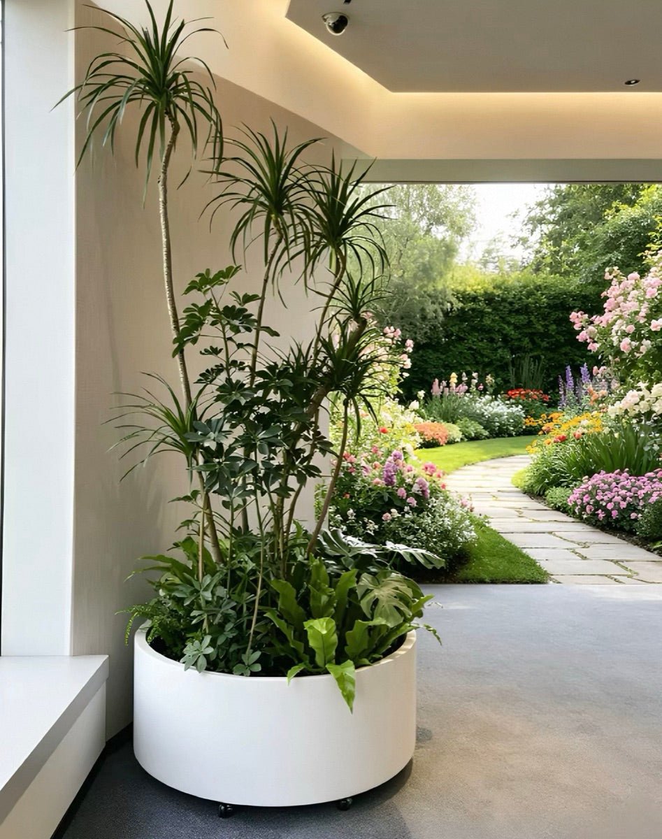 A white round planter with tall dracaena