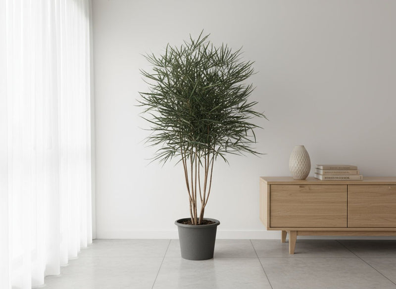 Tumbleweed Plants