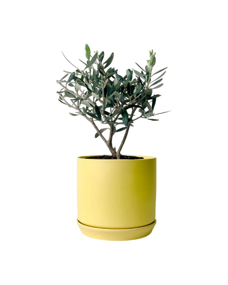 Tumbleweed Plants