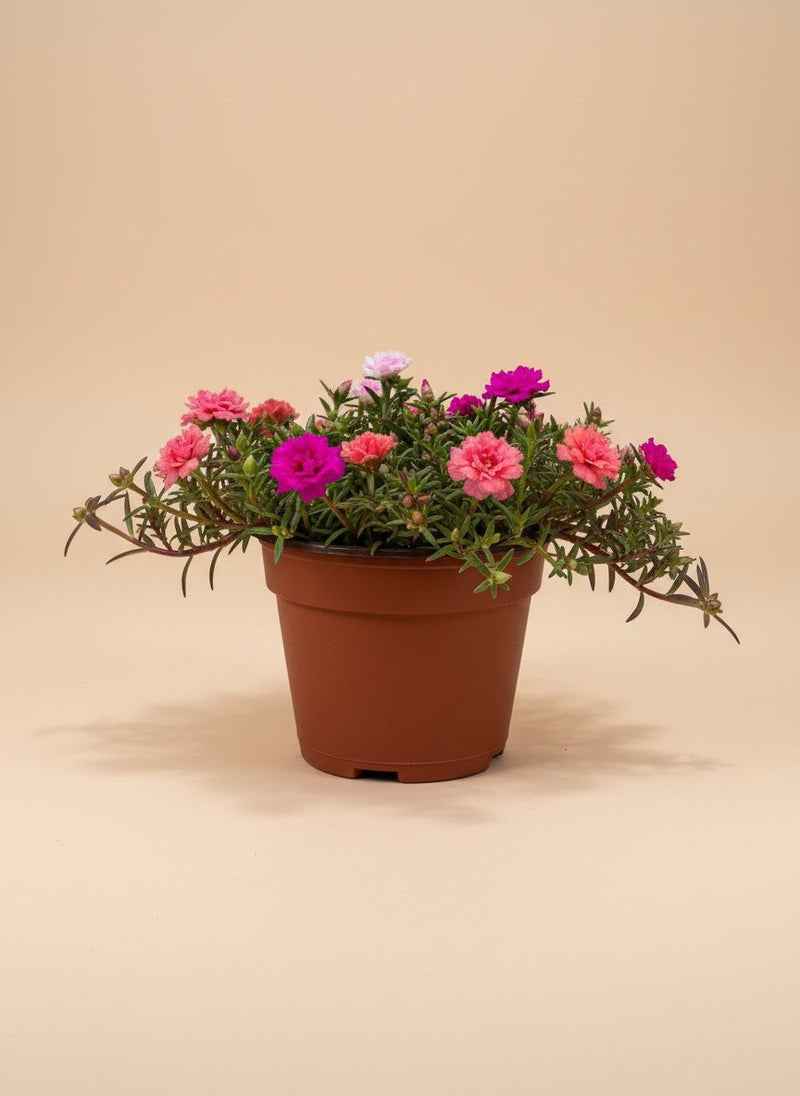 Tumbleweed Plants