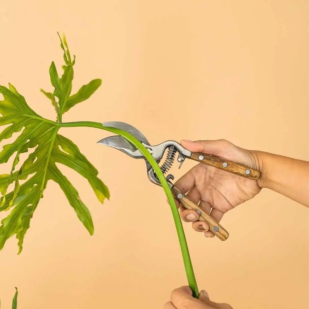 ALL PLANT CARE & ACCESSORIES - Tumbleweed Plants