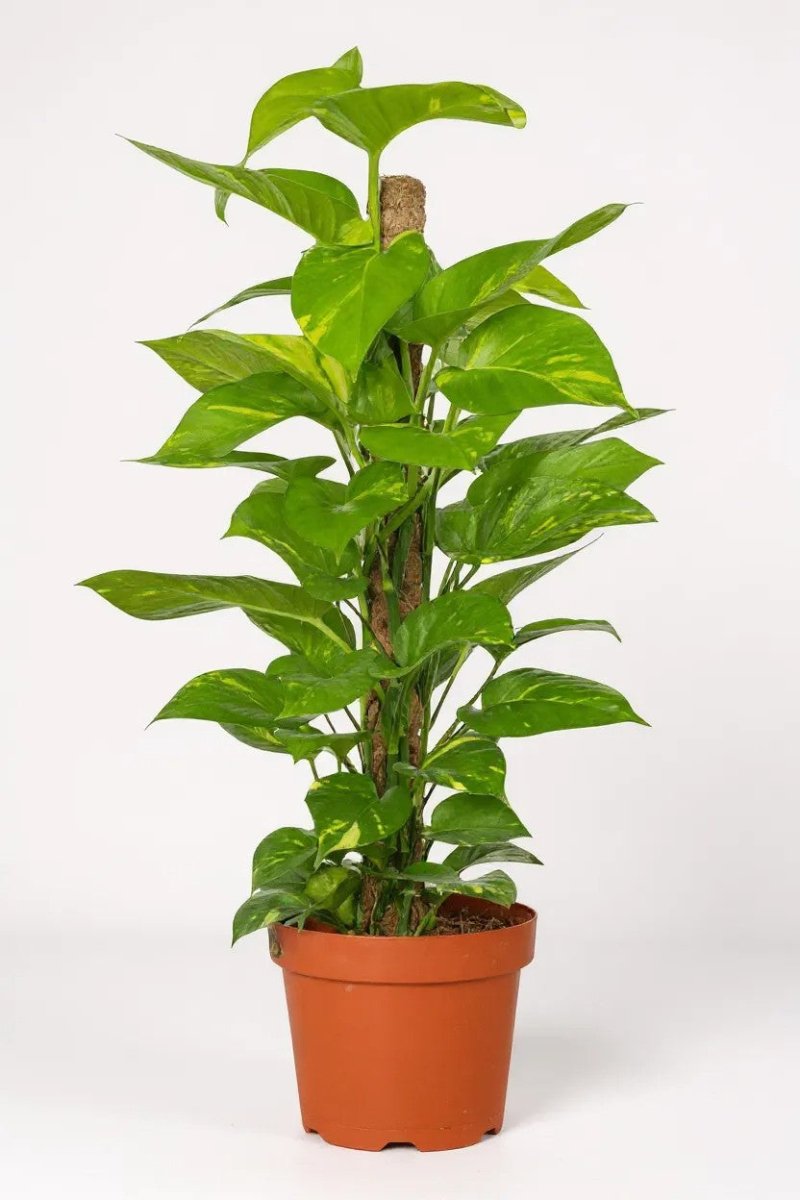 Grow Pot