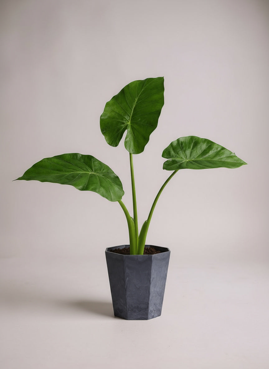 Giant Taro Medium