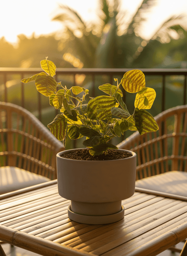Tumbleweed Plants