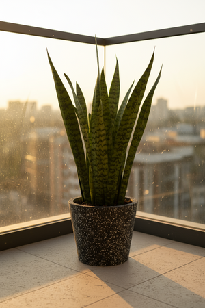 Tumbleweed Plants