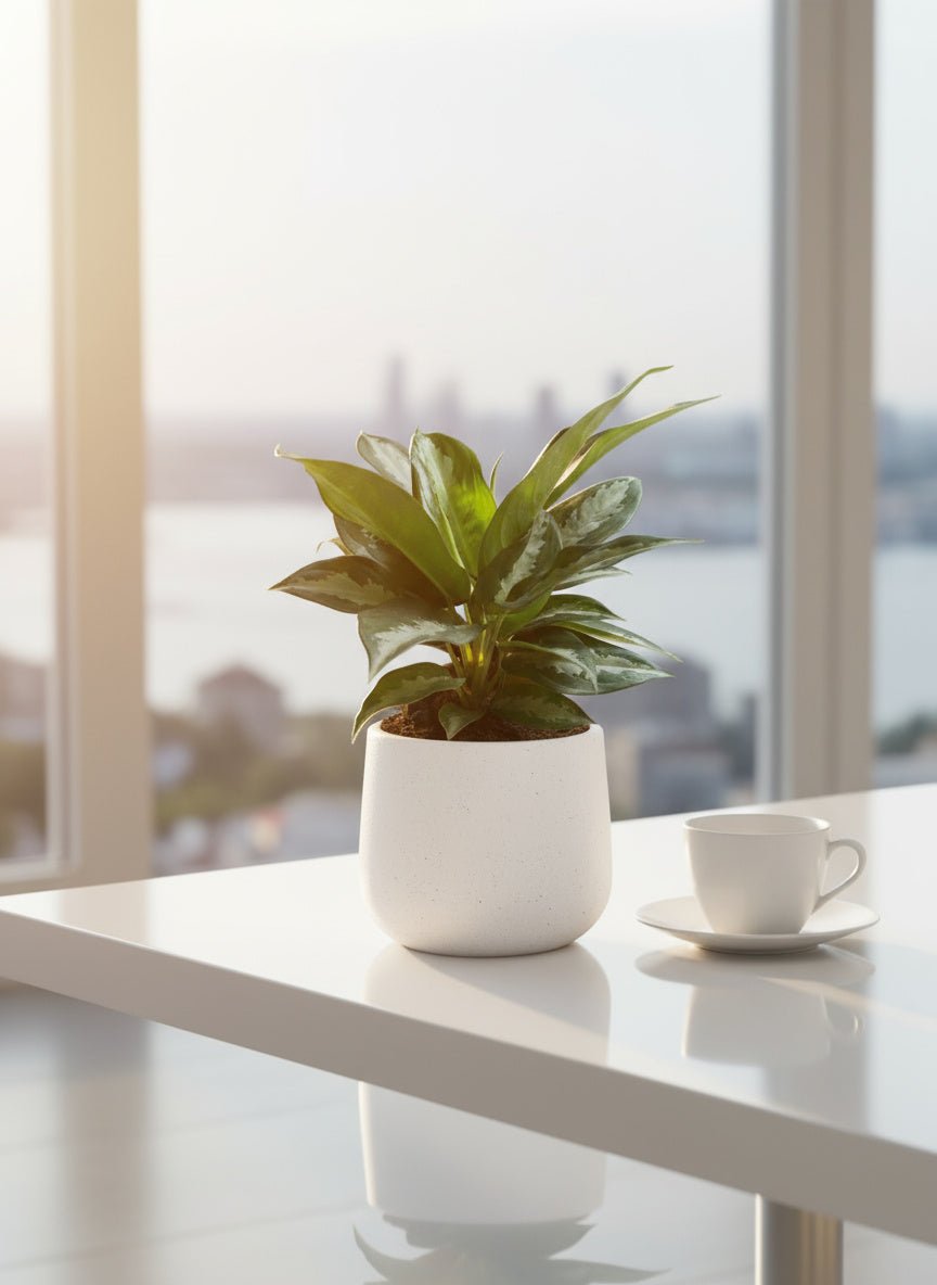 Aglaonema Pattaya Diamond Baby - Potted plant - POTT-AGLA-GRW-7456 - Tumbleweed Plants - Online Plant Delivery Singapore