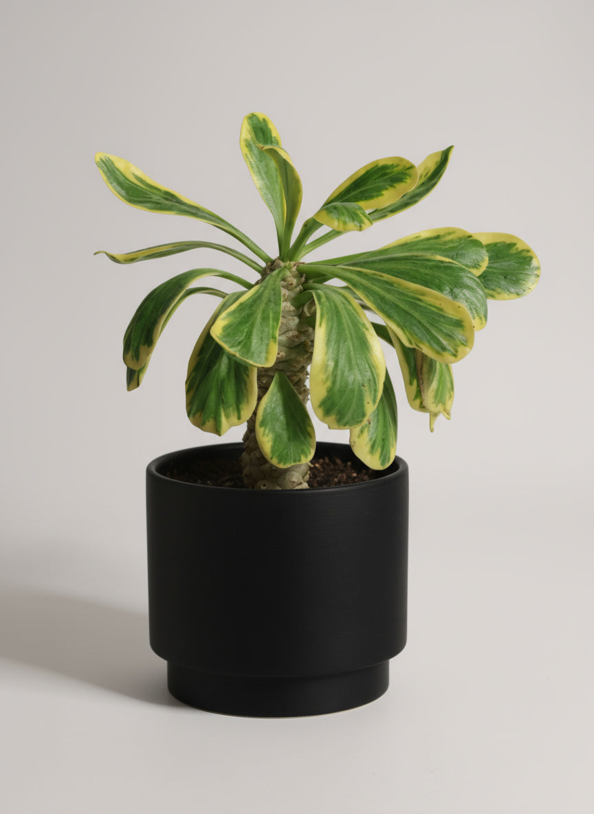 Euphorbia Poissonii
