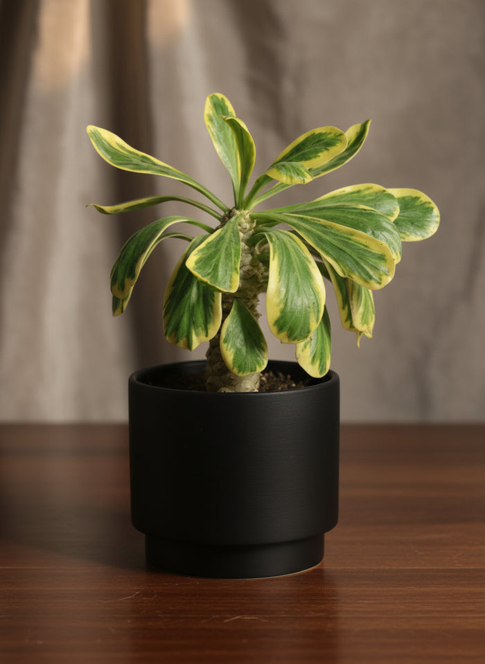 Euphorbia Poissonii