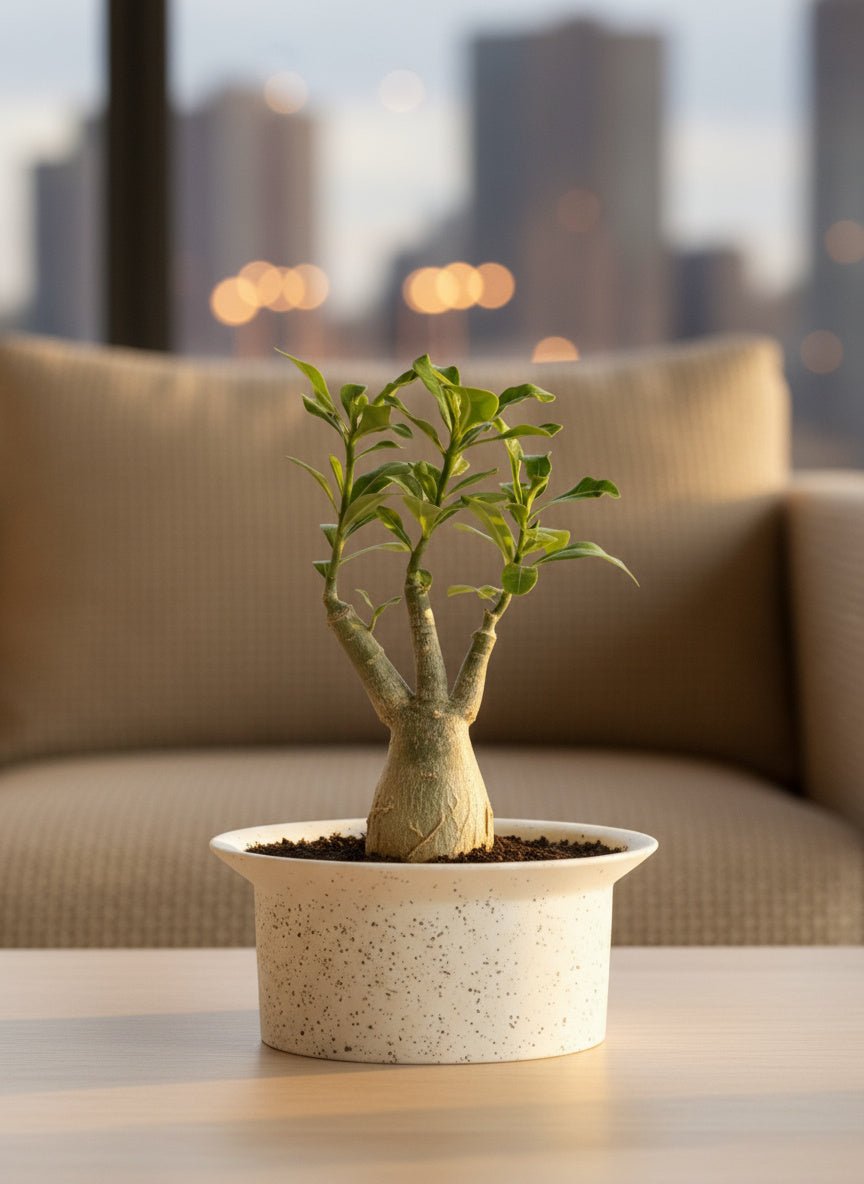 Adenium Desert Rose Plant - Potted plant - POTT-ADEN-GRW-5610 - Tumbleweed Plants - Online Plant Delivery Singapore