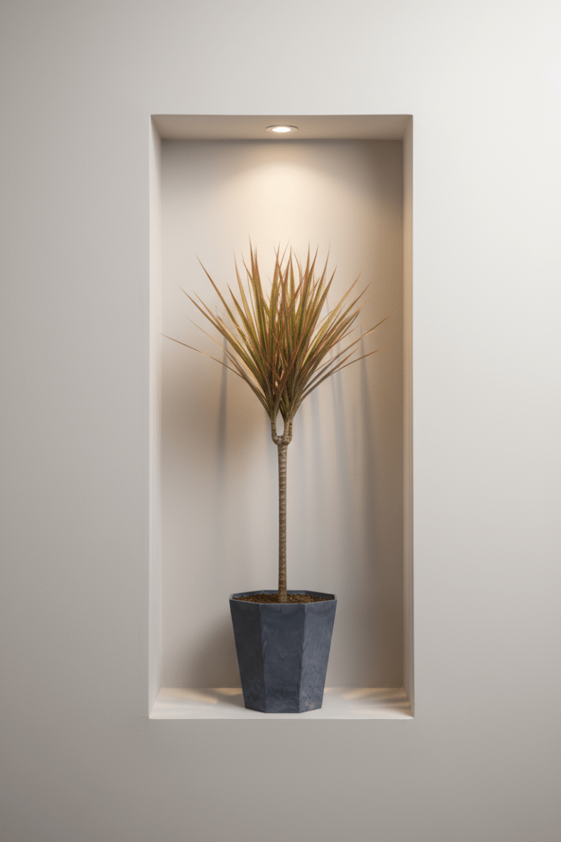 Dracaena Bicolour - Potted plant - JUST-DRAC-GRW-2565 - Tumbleweed Plants - Online Plant Delivery Singapore