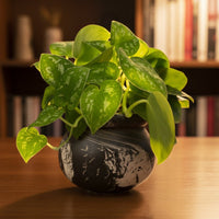 Satin Pothos - Hanging