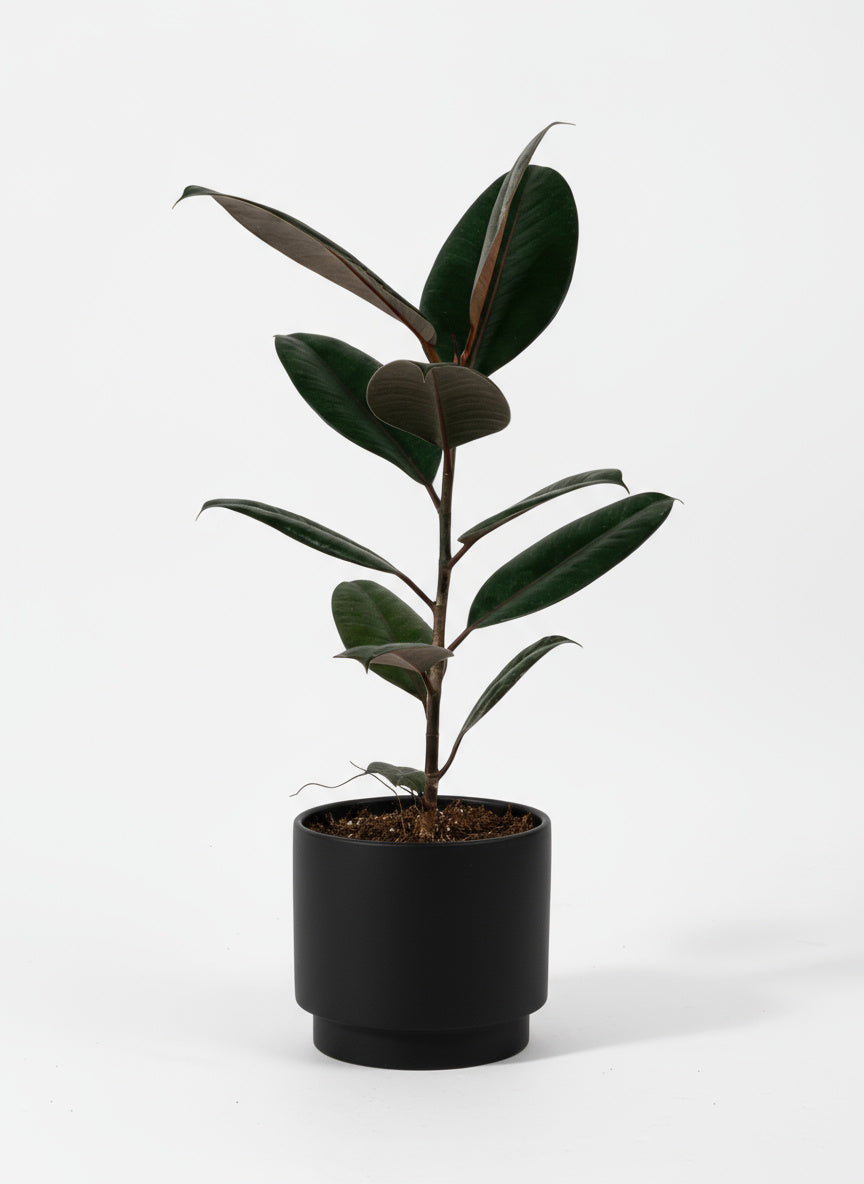 Ficus Elastica Burgundy - Junior