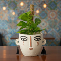 Epipremnum Money Plant Petite