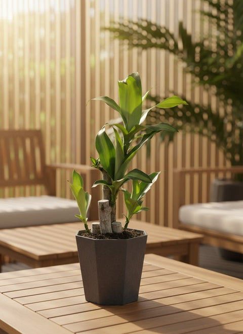 Dracaena Fragrans (Iron Tree) Baby