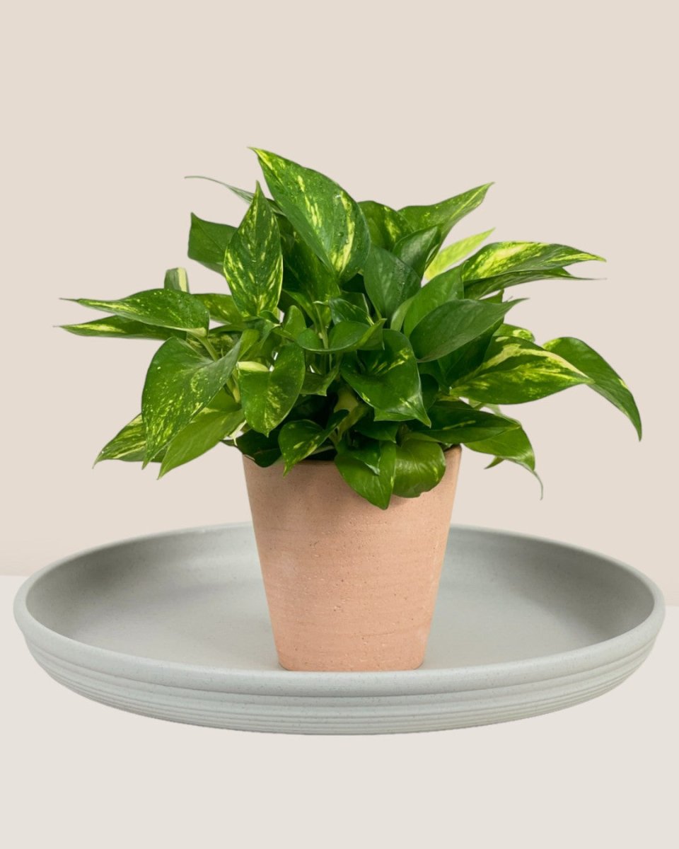Plant Trays (Off-White) - Tray - TRAY-PLAN-CM-5847 - Tumbleweed Plants - Online Plant Delivery Singapore