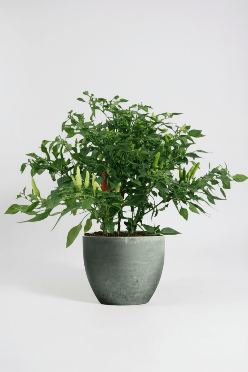 Chili Plant - Potted plant - POTT-CHIL-GRW-5187 - Tumbleweed Plants - Online Plant Delivery Singapore