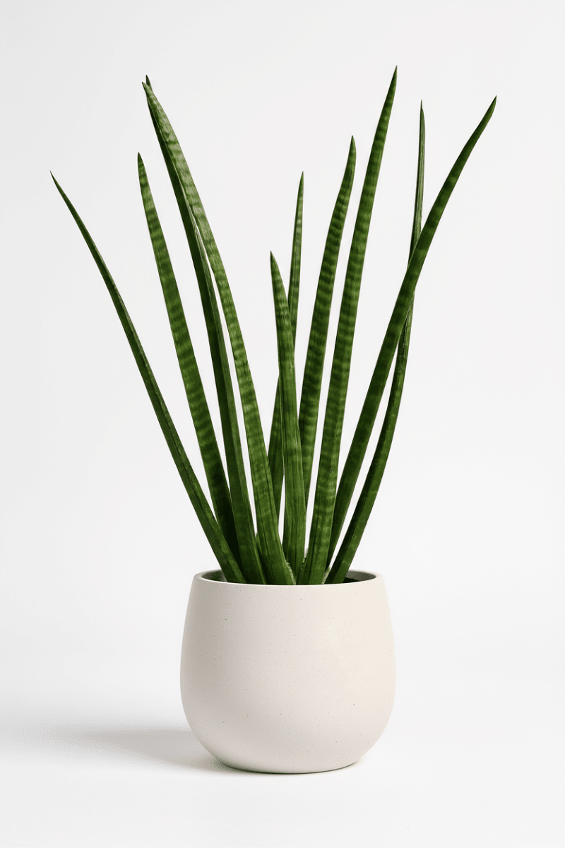 African Spear Plant - Potted plant - GIFT-AFRI-GRW-2725 - Tumbleweed Plants - Online Plant Delivery Singapore