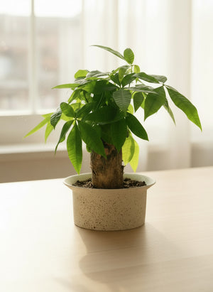 Tumbleweed Plants