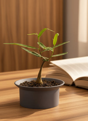 Tumbleweed Plants