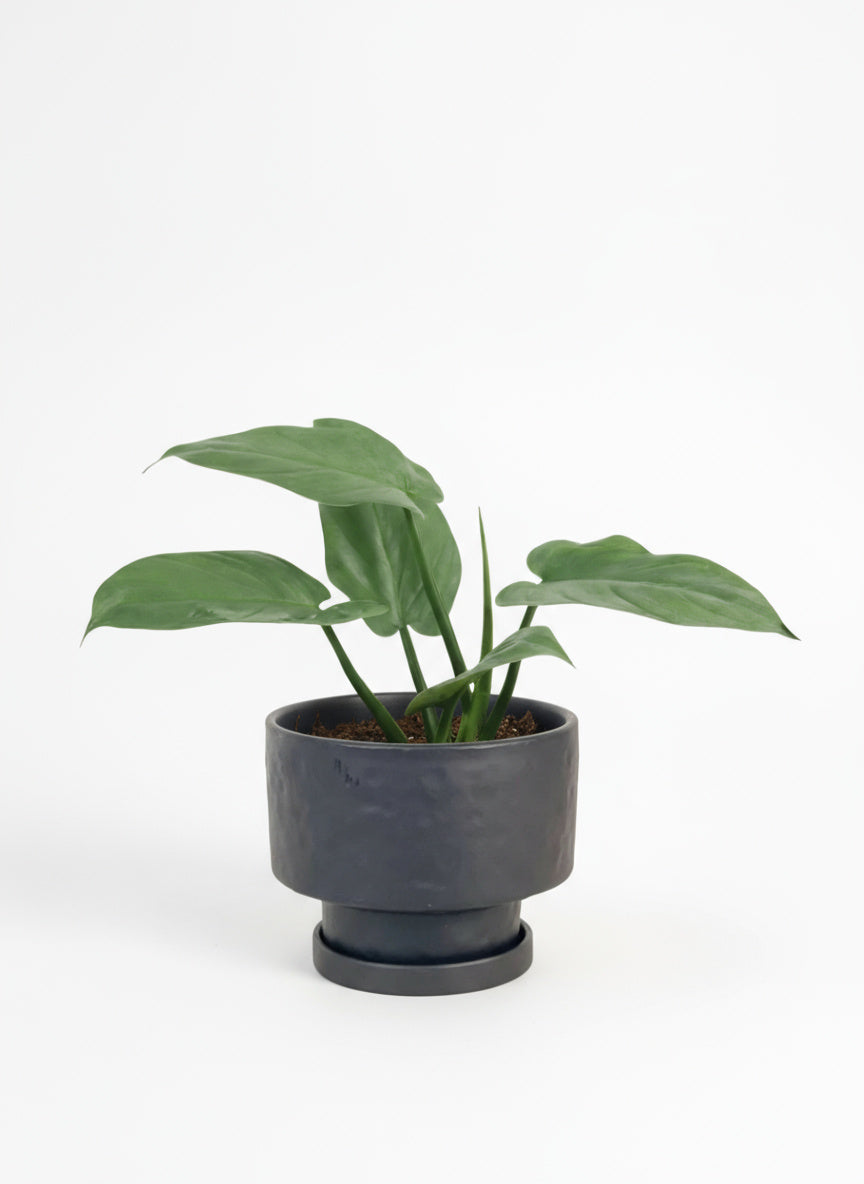 Silver Sword Plant