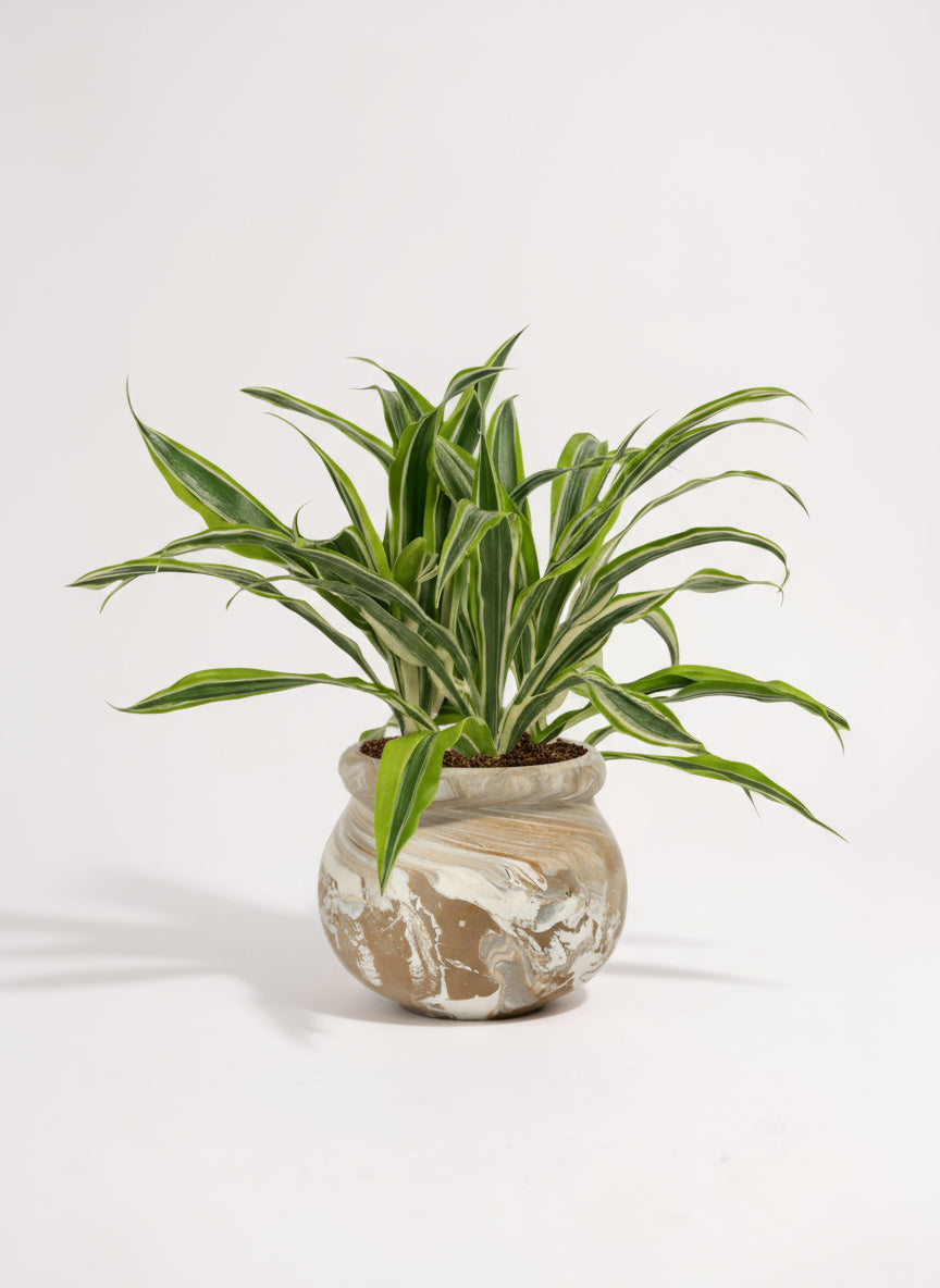 Dracena Fragrans Lemon Lime
