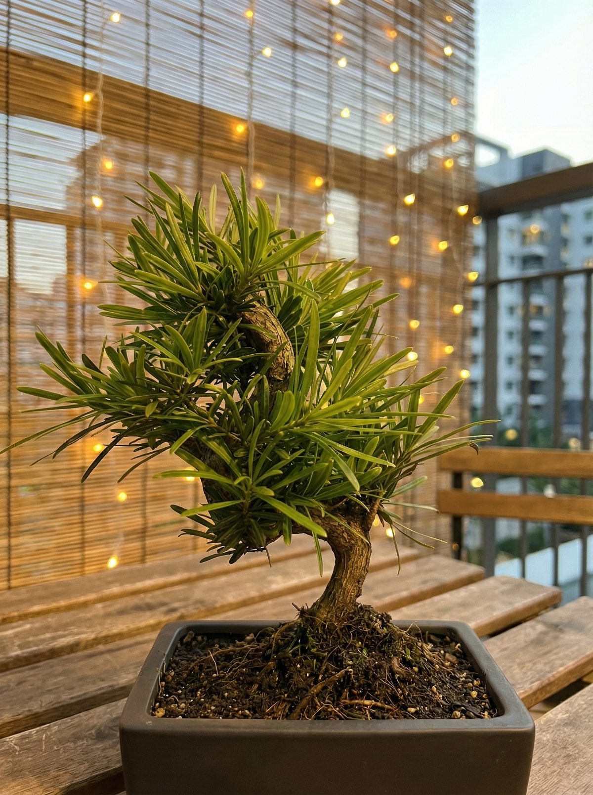 Podocarpus Macrophyllus Bonsai