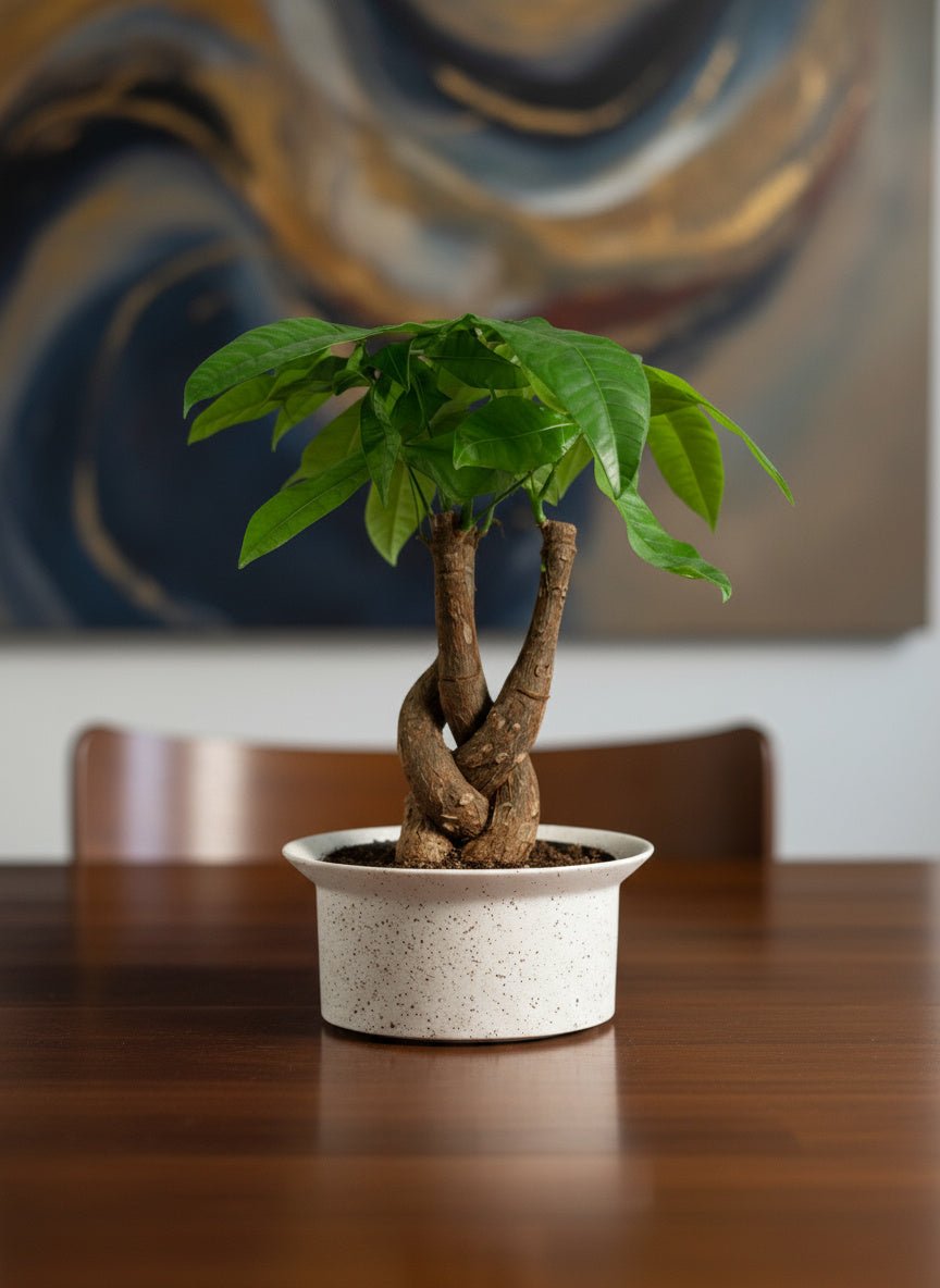 Money Tree Fat Luck - Potted plant - GIFT-FATL-GRW-3650 - Tumbleweed Plants - Online Plant Delivery Singapore