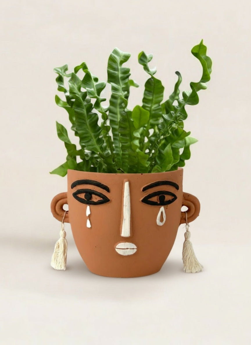 Wavy Bird Nest Fern