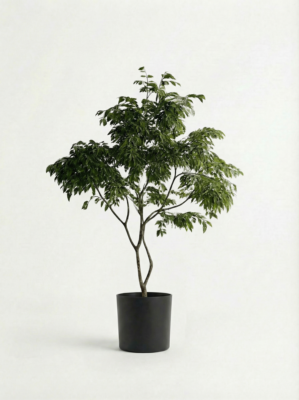 China Doll Tree - Real-Trunk Artificial