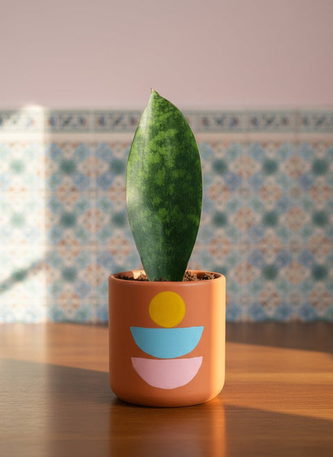 Whale Fin Sansevieria Plant Junior