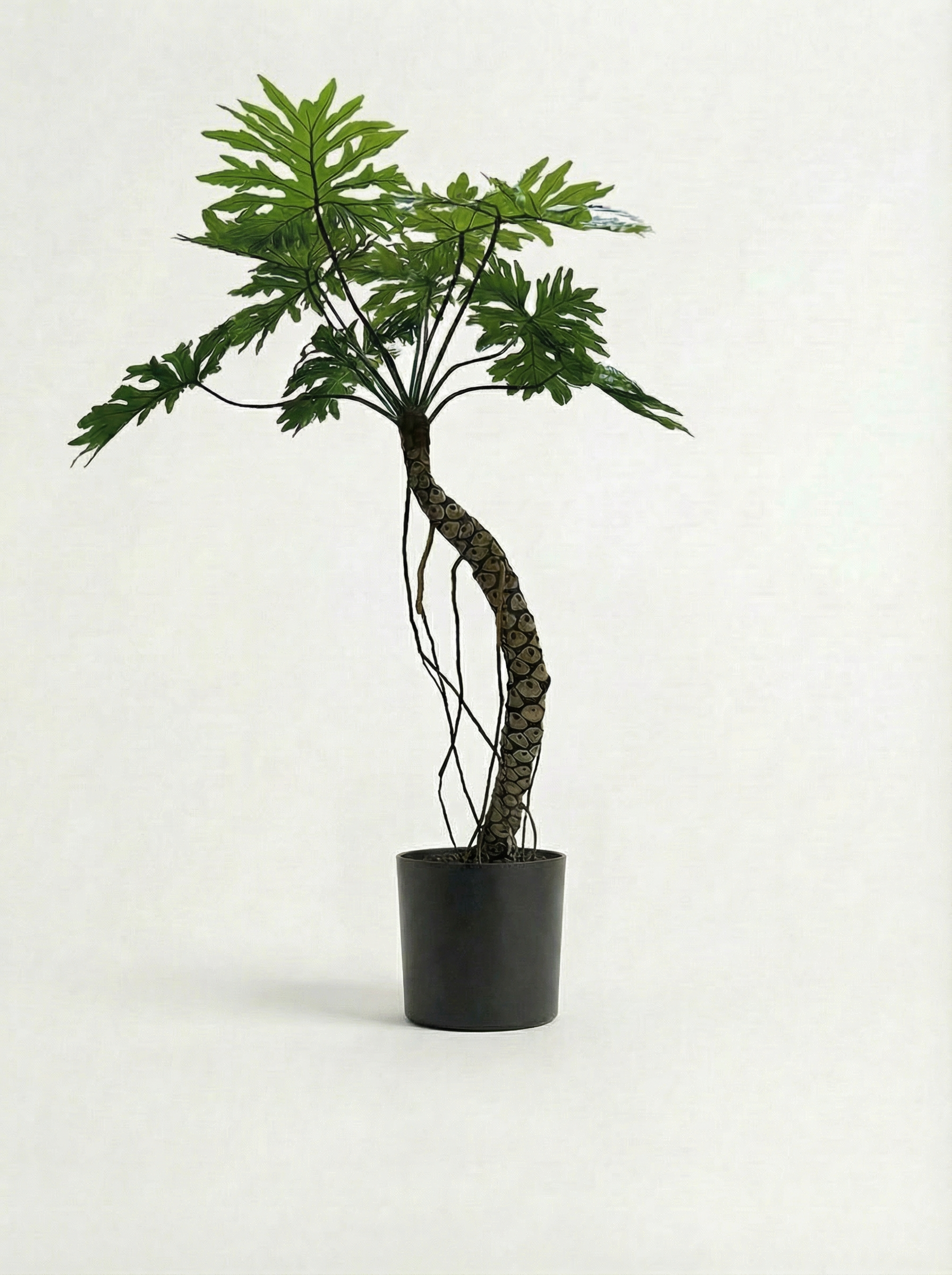 220cm - height