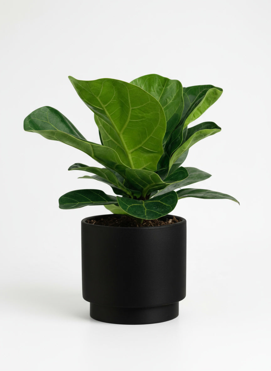 Ficus Lyrata Baby
