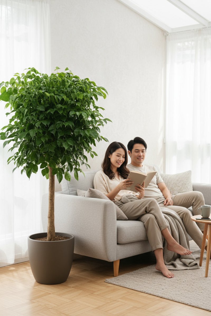 China Doll Tree XL (1.5m) - Potted plant - POTT - CHIN - GRW - 7474 - Tumbleweed Plants - Online Plant Delivery Singapore