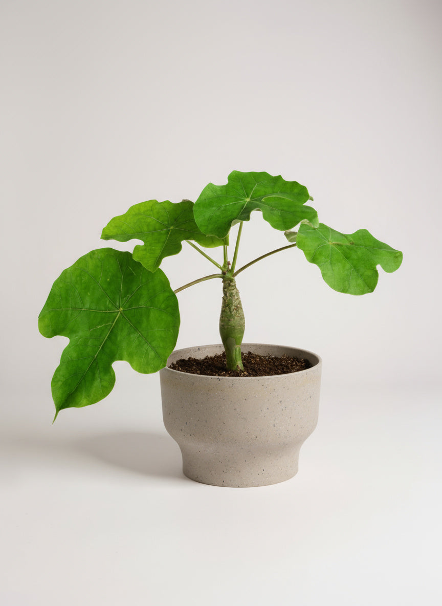 Jatropha Podagrica