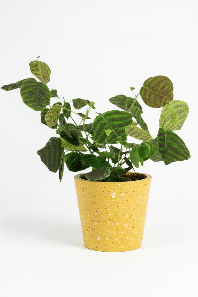 Christia Swallow Tail Butterfly Plant (Green) - Potted plant - JUST-SWAL-GRW-2819 - Tumbleweed Plants - Online Plant Delivery Singapore