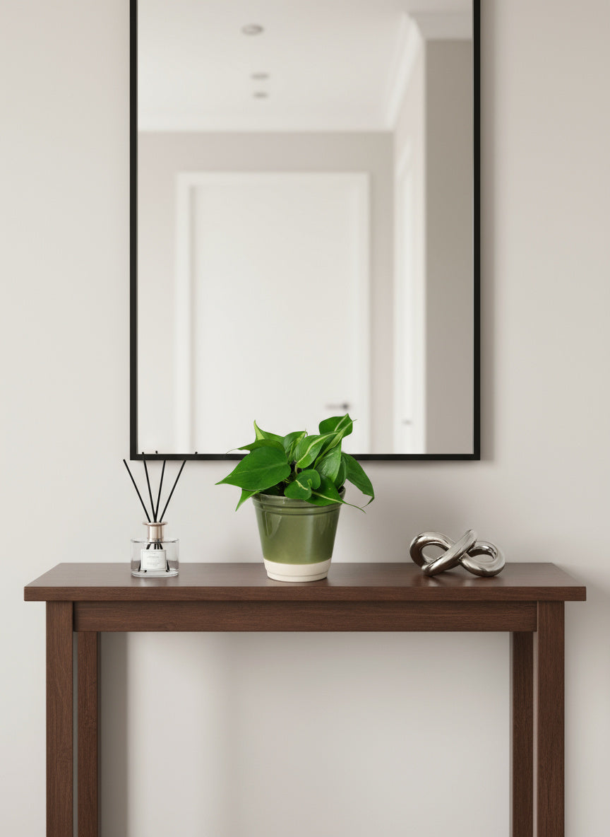 Philodendron Brasil
