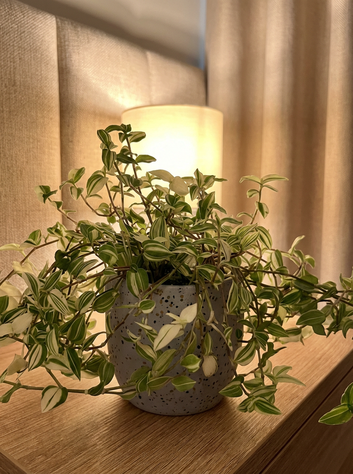 Variegated Wandering Jew