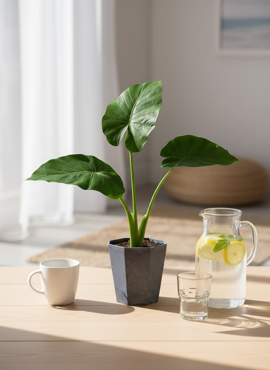 Giant Taro Medium