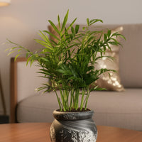 Java Palm