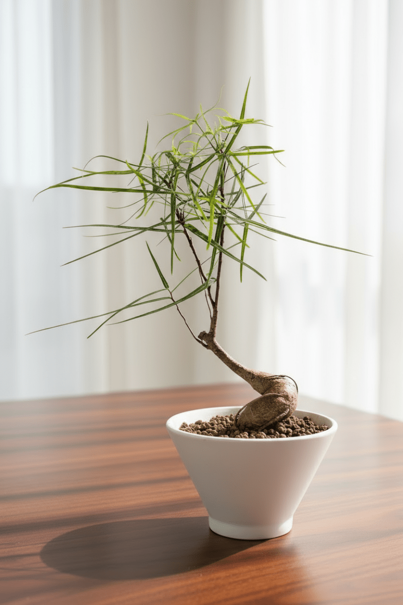 Bottle Tree Japanese Bonsai - Potted plant - POTT-BOTT-7267 - Tumbleweed Plants - Online Plant Delivery Singapore