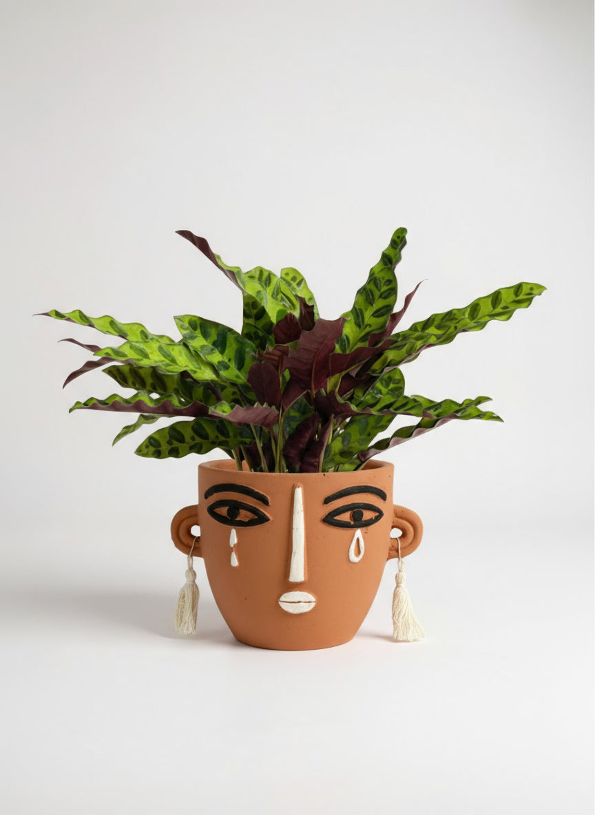 Calathea Lancifolia