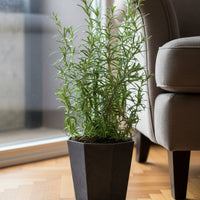 Assorted Rosemary